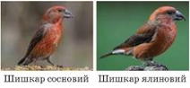 https://history.vn.ua/pidruchniki/anderson-biology-and-ecology-11-class-2019-standard-level/anderson-biology-and-ecology-11-class-2019-standard-level.files/image042.jpg